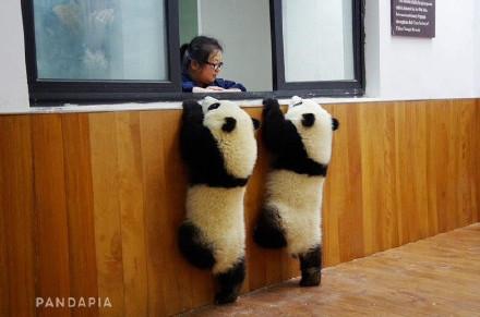 動物画像を貼って運動会開催するトピ