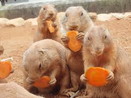 動物画像を貼って運動会開催するトピ