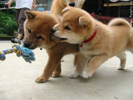 動物画像を貼って運動会開催するトピ