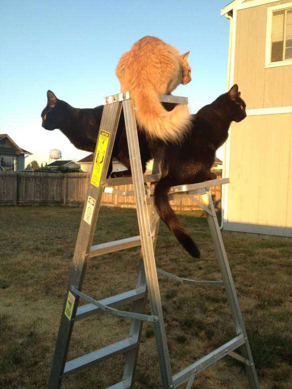動物画像を貼って運動会開催するトピ