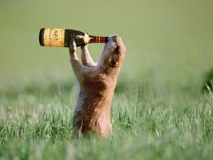動物画像を貼って運動会開催するトピ