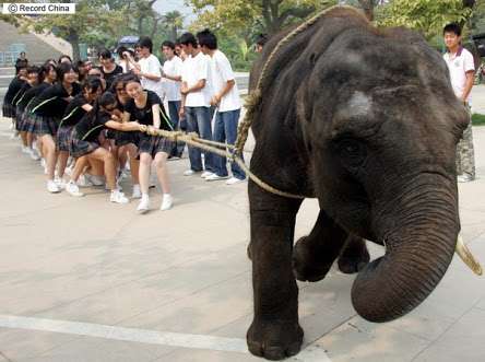 動物画像を貼って運動会開催するトピ