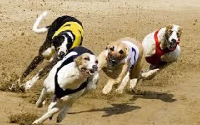 動物画像を貼って運動会開催するトピ