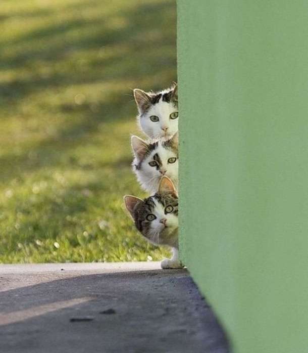 動物画像を貼って運動会開催するトピ