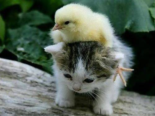 動物画像を貼って運動会開催するトピ