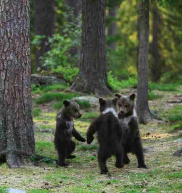 動物画像を貼って運動会開催するトピ