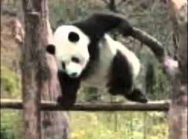 動物画像を貼って運動会開催するトピ