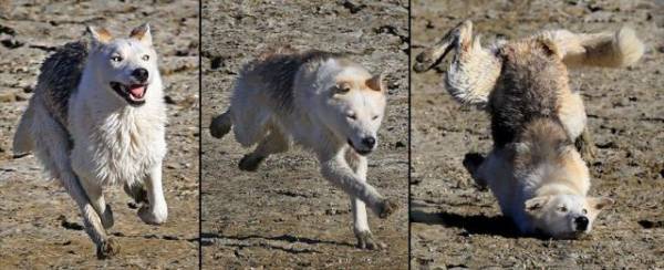 動物画像を貼って運動会開催するトピ