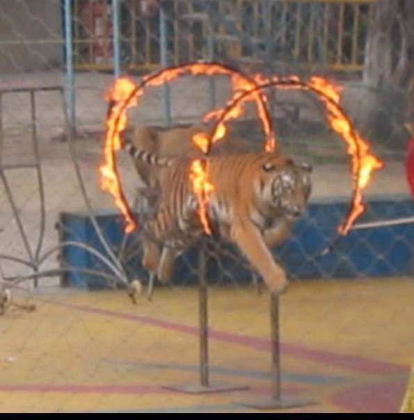 動物画像を貼って運動会開催するトピ
