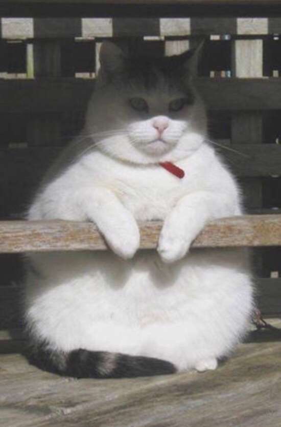 動物画像を貼って運動会開催するトピ