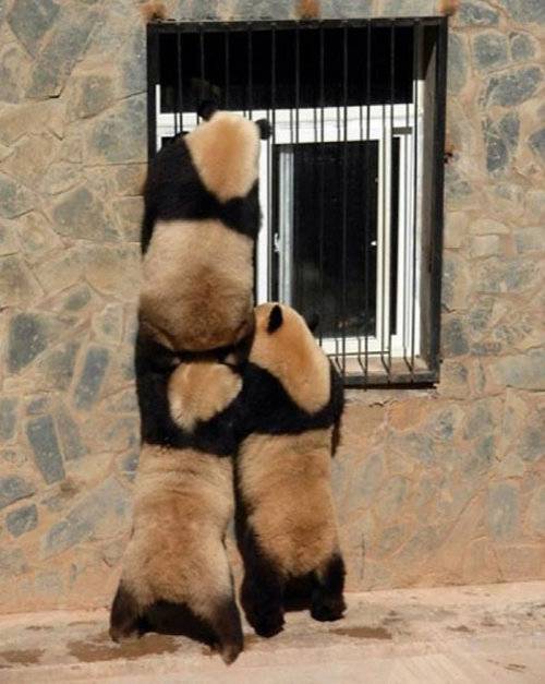 動物画像を貼って運動会開催するトピ