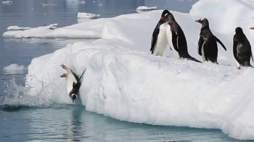 動物画像を貼って運動会開催するトピ
