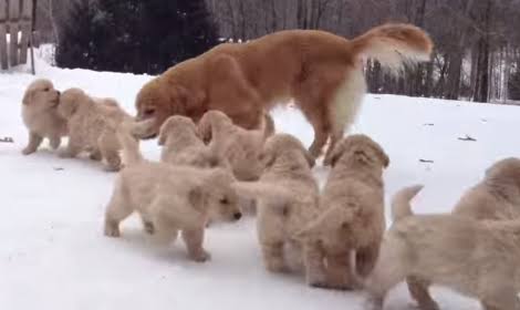 動物画像を貼って運動会開催するトピ