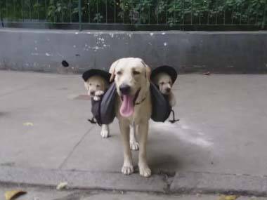 動物画像を貼って運動会開催するトピ