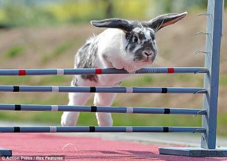 動物画像を貼って運動会開催するトピ