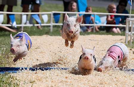 動物画像を貼って運動会開催するトピ