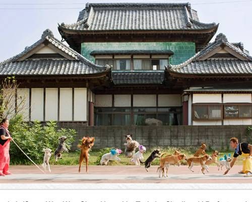 動物画像を貼って運動会開催するトピ