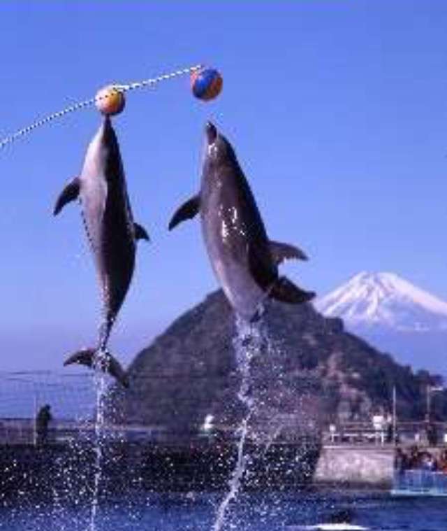 動物画像を貼って運動会開催するトピ