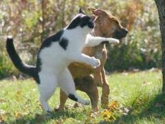 動物画像を貼って運動会開催するトピ