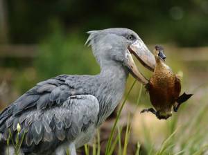 動物画像を貼って運動会開催するトピ