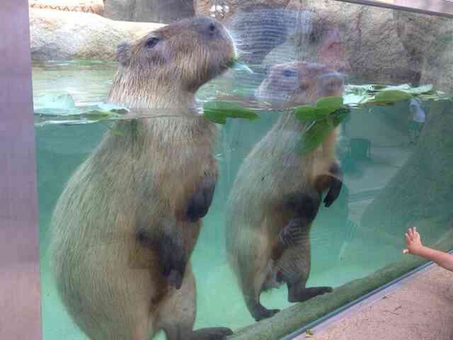 動物画像を貼って運動会開催するトピ