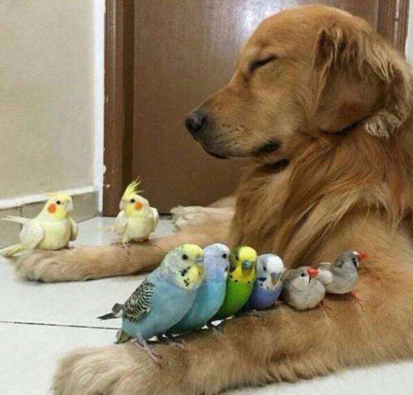 動物画像を貼って運動会開催するトピ