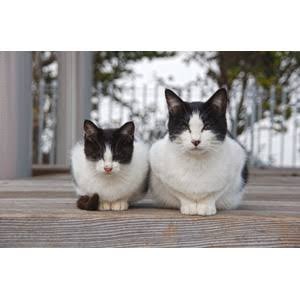 動物画像を貼って運動会開催するトピ