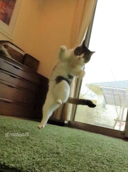 動物画像を貼って運動会開催するトピ
