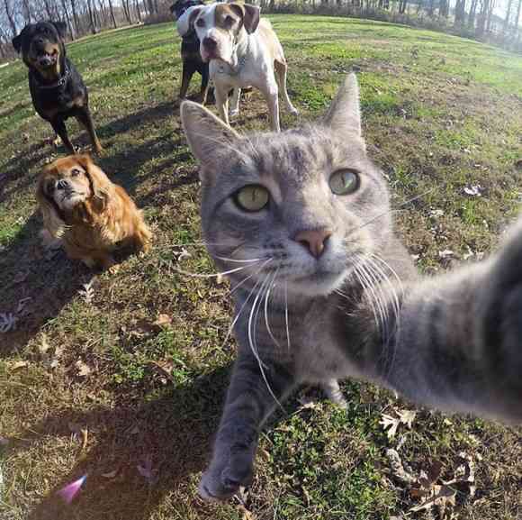 動物画像を貼って運動会開催するトピ