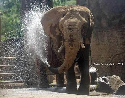 動物画像を貼って運動会開催するトピ