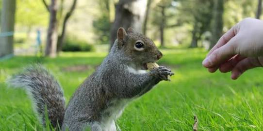 動物画像を貼って運動会開催するトピ
