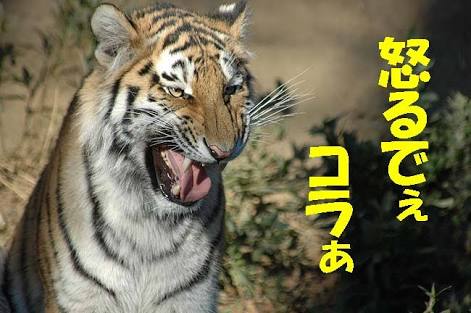 画像を貼りつつ雑談するトピ