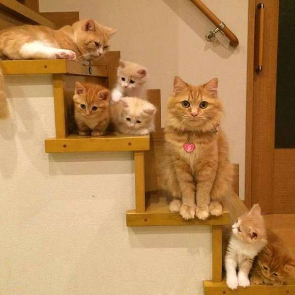 画像を貼りつつ雑談するトピ