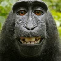 画像を貼りつつ雑談するトピ