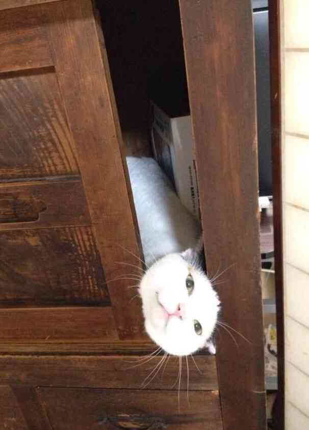 画像を貼りつつ雑談するトピ