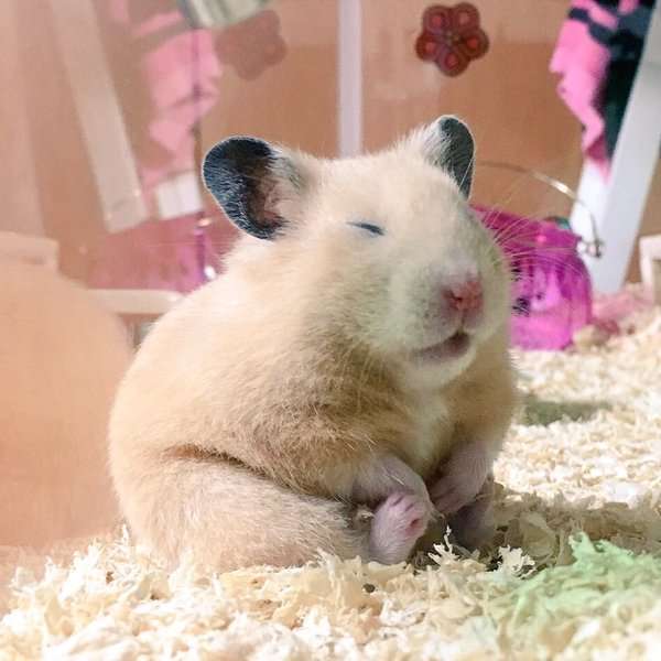 画像を貼りつつ雑談するトピ