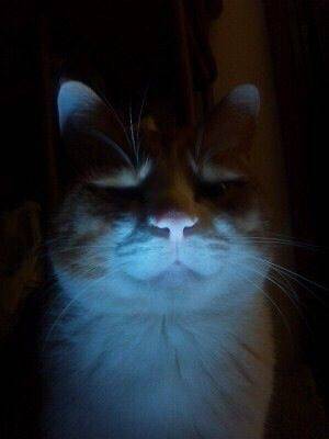 LINEで使えそうな画像