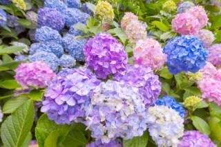 アジサイの画像を貼るトピ