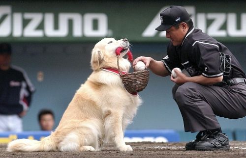 プロ野球マスコットキャラクター達のおもしろ画像