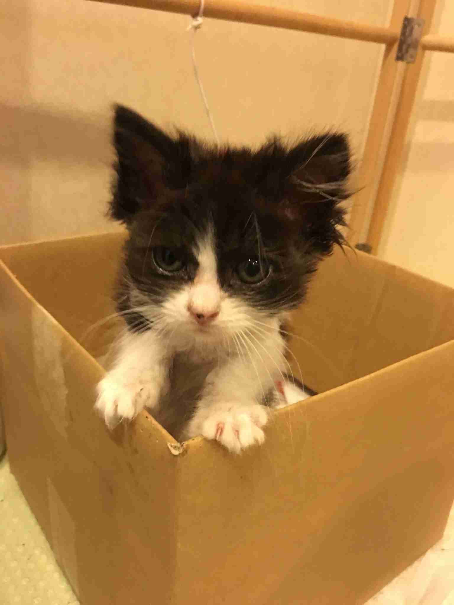 元野良猫さんを飼っている方〜！\(´ω` )/