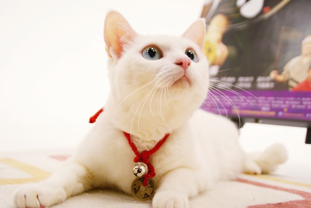 元野良猫さんを飼っている方〜！\(´ω` )/