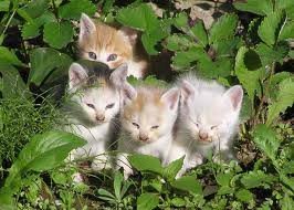 元野良猫さんを飼っている方〜！\(´ω` )/
