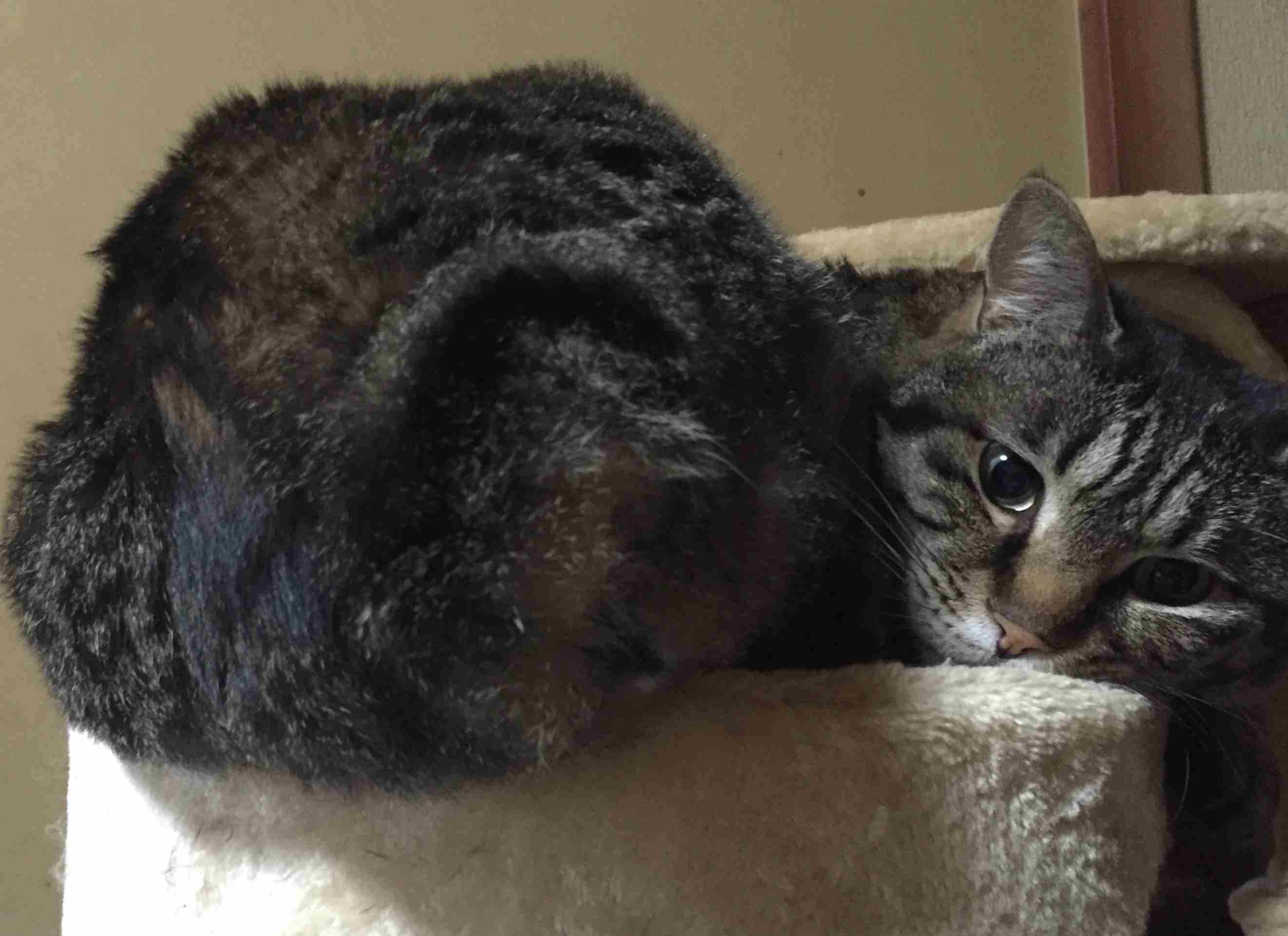 元野良猫さんを飼っている方〜！\(´ω` )/