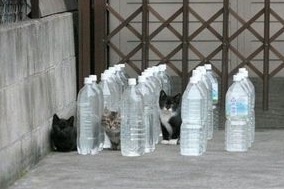 庭に来る野良猫対策