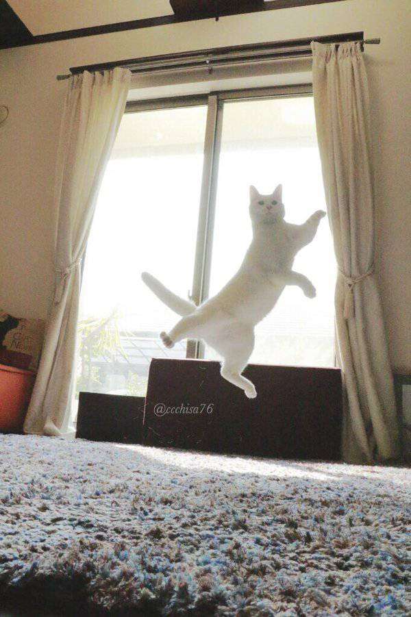 庭に来る野良猫対策