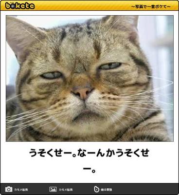 ウソくさいと思う画像を貼るトピ