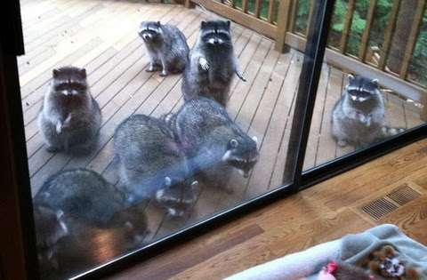 【画像】アライグマの画像が集まるトピ