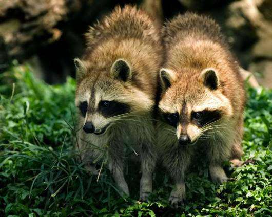【画像】アライグマの画像が集まるトピ