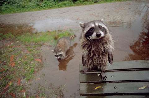 【画像】アライグマの画像が集まるトピ