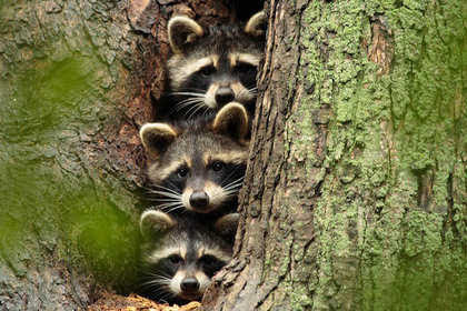 【画像】アライグマの画像が集まるトピ